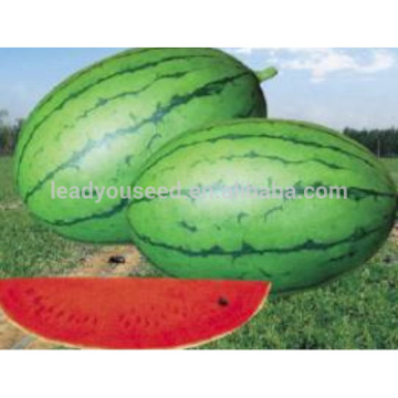 W22 Xiaoyu no.9 small size very sweet watermelon seeds for planting
